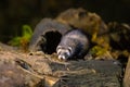 Polecat near burrow at night