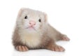 Polecat puppy posing on a white Royalty Free Stock Photo