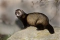 Polecat, Putorius putorius