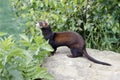 Polecat, Putorius putorius