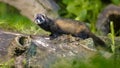 Polecat on trunk in forest at night