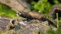 Polecat on trunk in forest at night