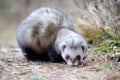 Polecat