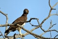 Polemaetus bellicosus (Martial eagle) Royalty Free Stock Photo