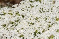 Polemoniaceae phlox subulata white