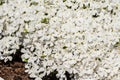 Polemoniaceae phlox subulata white, small white flowers