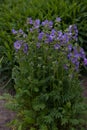 Polemonium Royalty Free Stock Photo