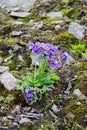 Polemonium boreale (Boreal Jacobs-ladder) on Novaya Zemlya