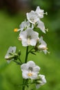 Polemonium caeruleum Royalty Free Stock Photo