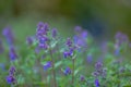 Polemonium caeruleum flower. Jacob`s Ladder Royalty Free Stock Photo