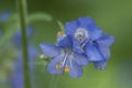 Polemonium caeruleum flowers Royalty Free Stock Photo