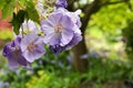 Polemonium caeruleum or Jacob`s ladder flowers Royalty Free Stock Photo