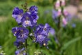 Polemonium caeruleum, known as Jacob s-ladder or Greek valerian close-up Royalty Free Stock Photo