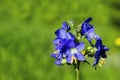 Polemonium caeruleum, known as Jacob's-ladder or Greek valerian close-up Royalty Free Stock Photo