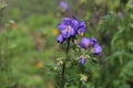 Polemonium caeruleum known as Jacob\'s-ladder. Royalty Free Stock Photo