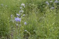 Polemonium caeruleum with light blue flowers