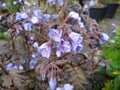 Polemonium `Heaven Scent`