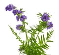 Polemonium, Jacob's ladder Royalty Free Stock Photo