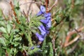 Polemonium viscosum Royalty Free Stock Photo