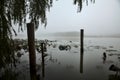 Poles of a mooring surrounded by lily pads on a lake in the mist in autumn Royalty Free Stock Photo