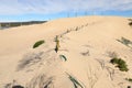 Poles with netting in dunes, used to stabilize the sand of the dunes at Witsand, South Africa