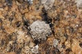 Poli stellate barnacle s0hell, Chthamalus stellatus, on a rocky substrate