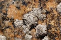 Poli stellate barnacle s0hell, Chthamalus stellatus, on a rocky substrate