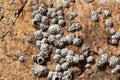 Poli stellate barnacle shells, Chthamalus stellatus, on a rocky substrate