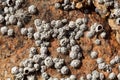 Poli stellate barnacle shells, Chthamalus stellatus, on a rocky substrate
