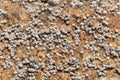 Poli stellate barnacle shells, Chthamalus stellatus, on a rocky substrate