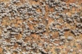 Poli stellate barnacle shells, Chthamalus stellatus, on a rocky substrate