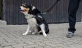 A police Border Collie dog next to his handler