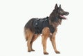 Police dog