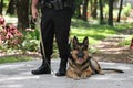 Police Dog 2 Royalty Free Stock Photo