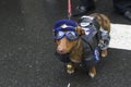 Police Dog