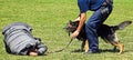 Police dog in action Royalty Free Stock Photo