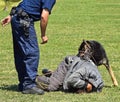 Police dog in action Royalty Free Stock Photo