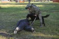 Police dog attacking a suspect man wearing protective cloth, a dog handler watching, training. Novo-Petrivtsi military