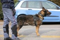 Police dog for counter-terrorism control of the road Royalty Free Stock Photo