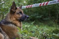 Police dog at a crime scene