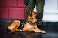 A police dog German shepherd Royalty Free Stock Photo