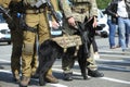 Police dog German shepherd standing near soldiers of police strike forces Royalty Free Stock Photo