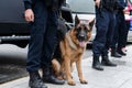 Police dog on guard against hidden criminals Royalty Free Stock Photo