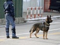 police dog of the Italian police in the city Royalty Free Stock Photo