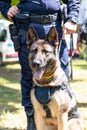 Police dog K9 canine German shepherd with policeman in uniform on duty. Search, rescue or guard dog concept