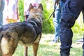 Police dog K9 canine German shepherd with policeman in uniform on duty, blurred people in the background