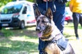 Police dog K9 canine German shepherd with policeman in uniform on duty