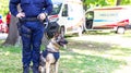 Police dog K9 canine German shepherd with policeman in uniform on duty