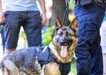 Police dog K9 canine German shepherd with policeman in uniform on duty