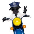 Police dog motorbike Royalty Free Stock Photo